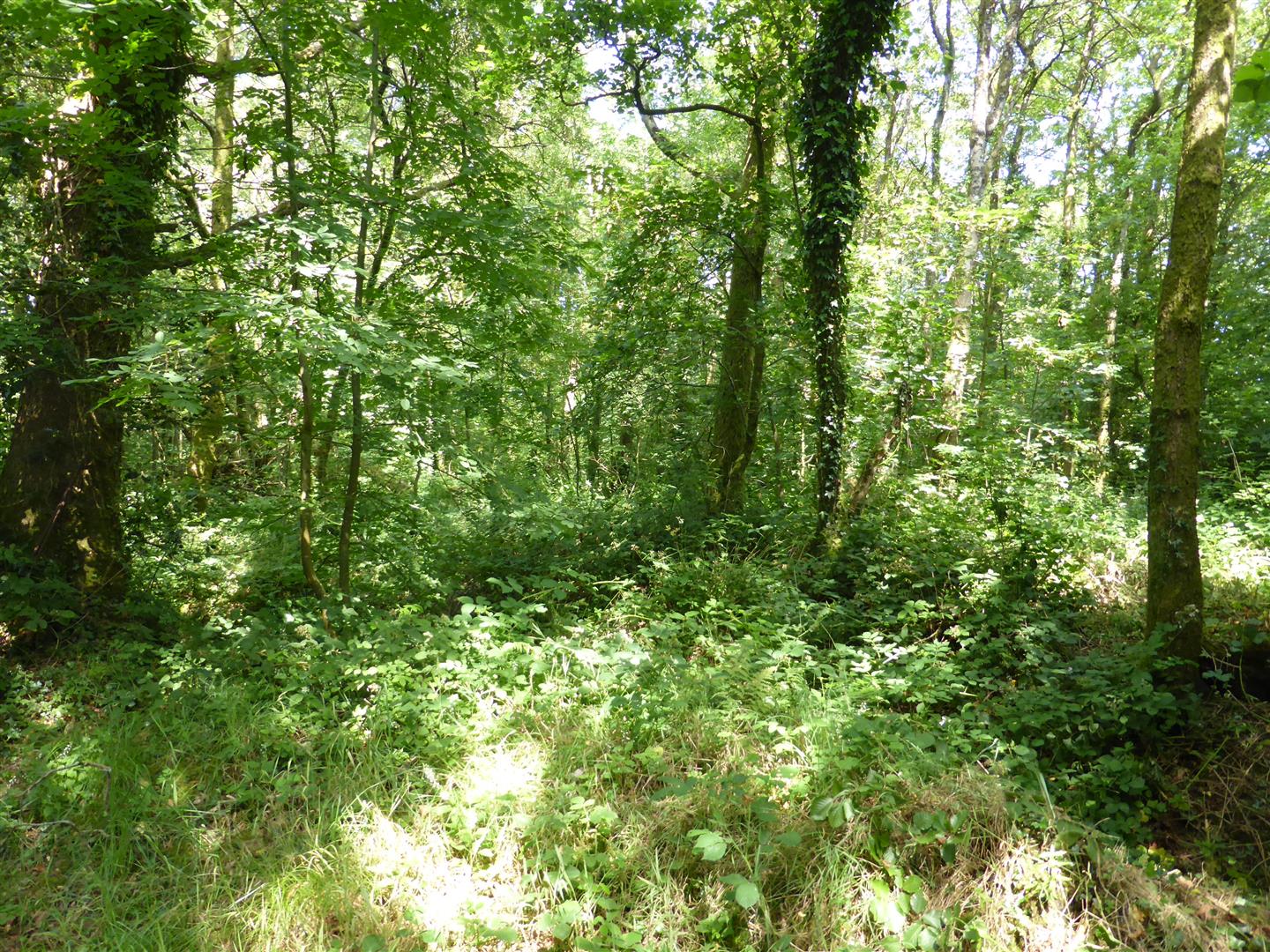WOODLAND